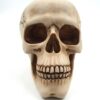 Czaszka 15 cm - MC-30685 - obrazek 3