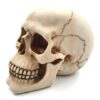 Czaszka 15 cm - MC-30685 - obrazek 4